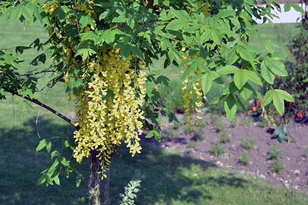 Primrose Gardens 5.jpg